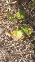 California Poison Oak - Toxicodendron diversilobum